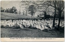 Postcard, Swift Stream Farms - Moriches, Long Island, N.Y., not dated.