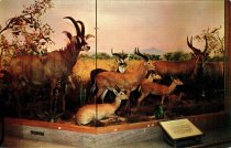 Postcard, Animals Collected in the Anglo-Egyptian Sudan, not dated.