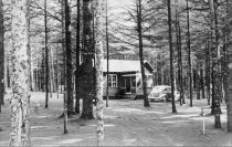 A Cabin Among the Pines. Farrington's.