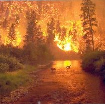 Elk in Bitterroot River Surrounded by Fire