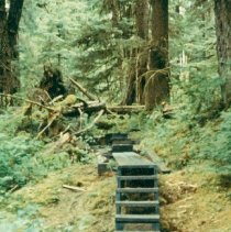 Boardwalk with Steps