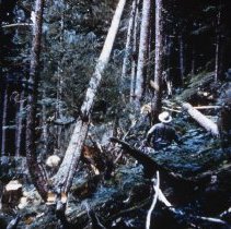 Alaska Timber Faller