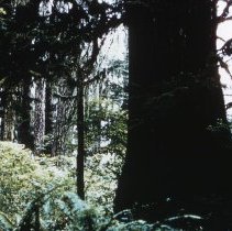 Large Spruce Tree