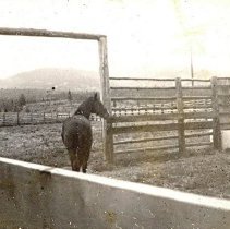 A Horse in the Corral