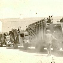 First Remount Stock Trucks Loaded with Mules