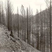 Burn in 60-year old reproduction,