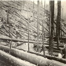 Trail Crew Clearing a Trail After the 1910 Fire