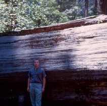 David Stack at Calaveras Big Trees State Park