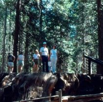 David and Lillian Stack at Calaveras Big Trees State Park