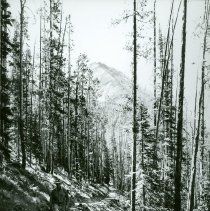 Anaconda-Pintlar Primitive Area Hiline Trail