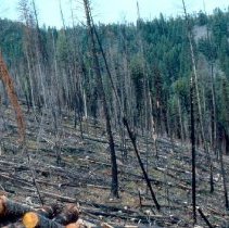 Ambrose Fire Salvage Timber Sale