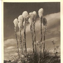 Beargrass