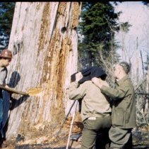 Filming a Man Placing Spring Board in Snag