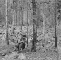 Arnold Pavey Examing Bearing Tree