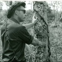 Barry Flamm Inspects Rubber Tree