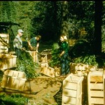 Christmas Evergreens