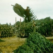 Christmas Trees being Load on a Truck