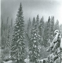 Engelmann Spruce Tree with Tractor and Crane Before Cutting