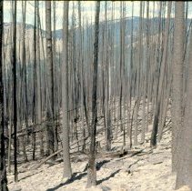 1977 Pattee Canyon fire