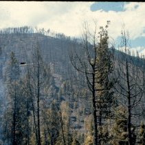 1977 Pattee Canyon fire