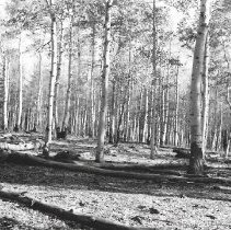 View from fenced plot on Rim S & G Allotment