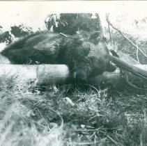 Bud Moore's rifle and one of "several" bears