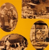 Lassie Program "Brink of Oblivion"