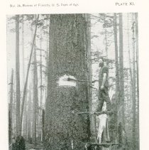 A Primer of Forestry