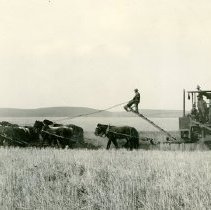 Harvesting Wheat in the Palouse