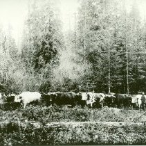 Oxen Team Skidding Douglas Fir Logs