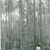 50-Year Old Loblolly Stand, Darden Tract
