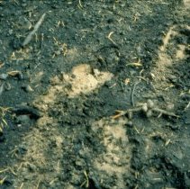 Burned Litter Layer, Close Up
