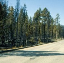 Burn Area Along Main Park Highway