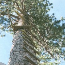 Alder Springs Lookout Tree