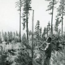 40-Inch Growth Lodgepole Pine