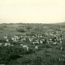 Angora Goats Browsing Oak Brush