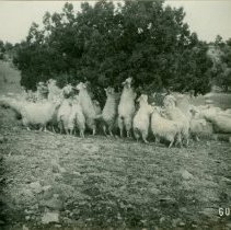 Angora Goats Feeding on Alligator Juniper