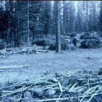 Brush Piled and Ready for Burning