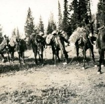 Bill Bell's Pack String at Elk Meadows