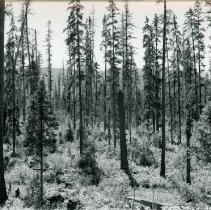 Abbott Creek Point 1950