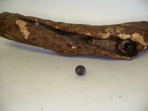 Bullet riddled branch