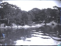 Wooded waterfront scene