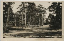 Beautiful Trees, Scene, Hills Beach, Biddeford, Maine