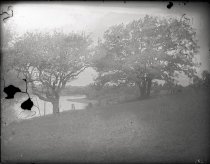 Five oak trees on the Saco River.