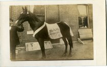 "Sam" - Fire Department Horse