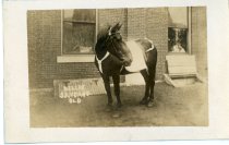 "Nellie" - Fire Department Horse
