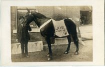 "Joe" - Fire Department Horse
