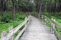 Low lying path bridge in Gibson Woods Nature Preserve