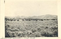 Armstrong & Monnett Beef herd