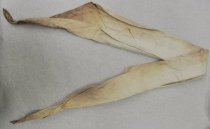 Tourniquet (side one, full view)